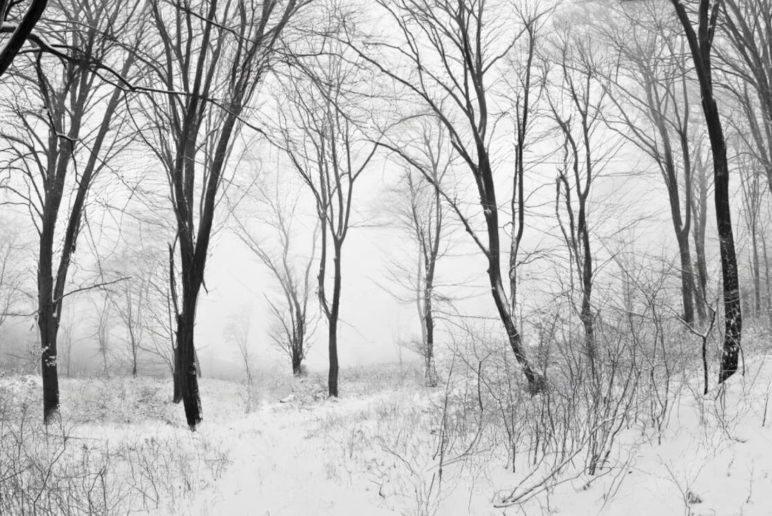 Black & White Woodland Landscape Wall Mural Big Format Custom Sizes Nordic Wall Covering Creative DIY Wall Decor For Living Room