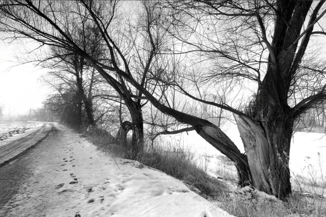 Black & White Woodland Landscape Wall Mural Big Format Custom Sizes Nordic Wall Covering Creative DIY Wall Decor For Living Room