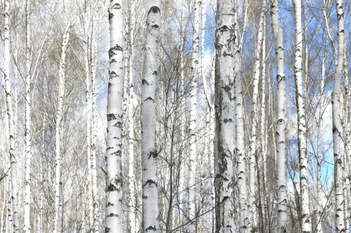 Black & White Woodland Landscape Wall Mural Big Format Custom Sizes Nordic Wall Covering Creative DIY Wall Decor For Living Room